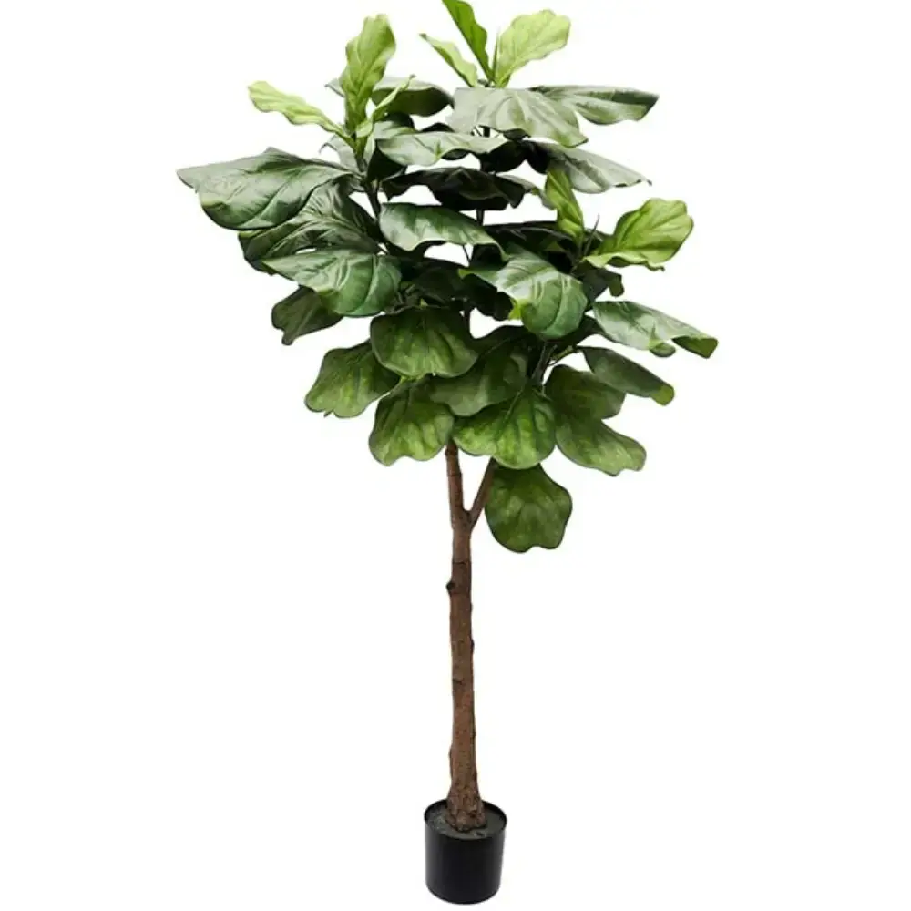 Fiolfikus gryte 180 cm