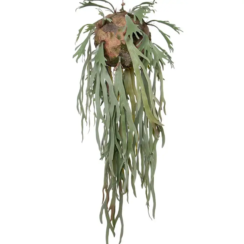 Elghornbrakk Hengeplante Grønn