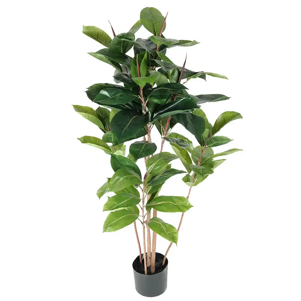 Fikus Robusta 120 cm