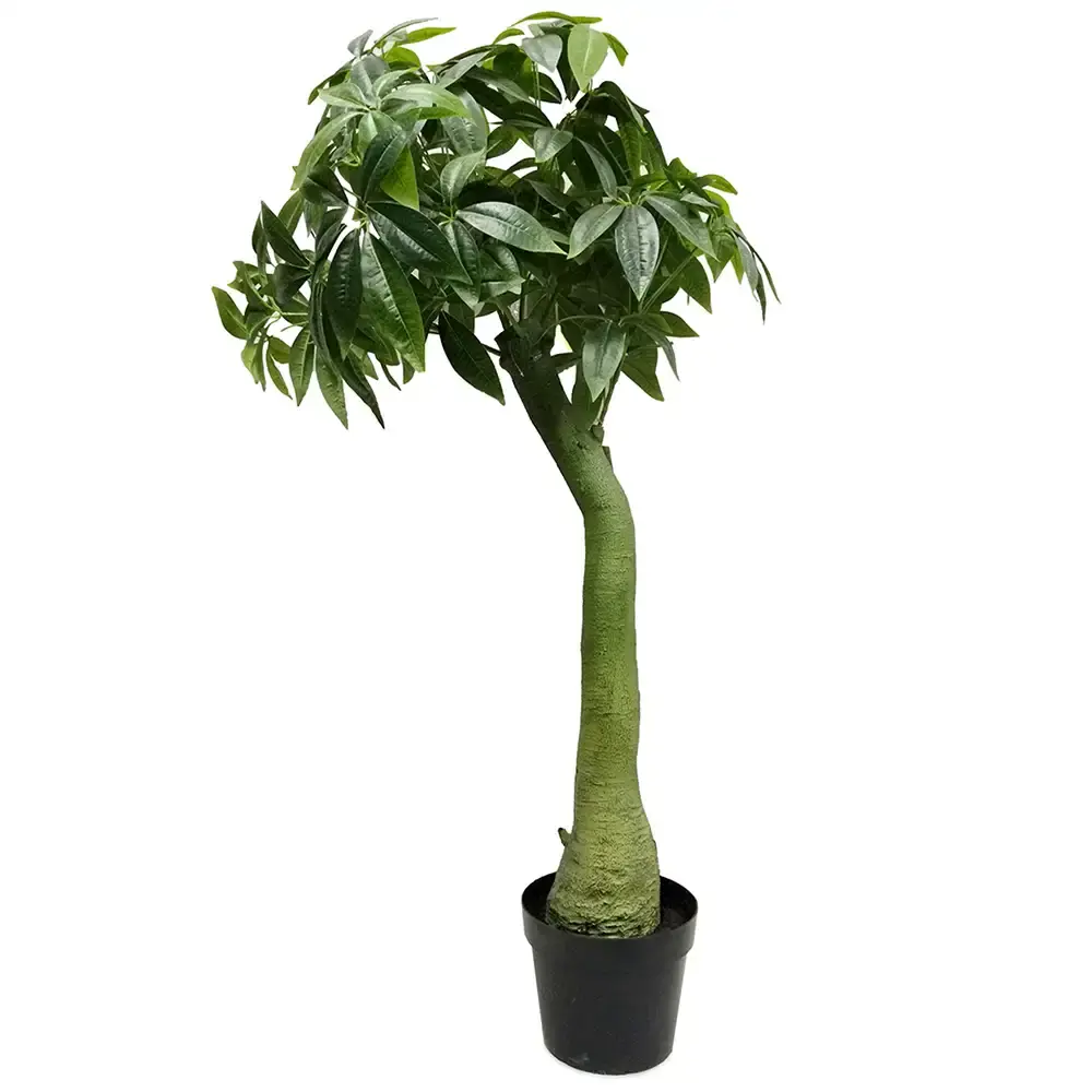 Pachira Tre 160 cm