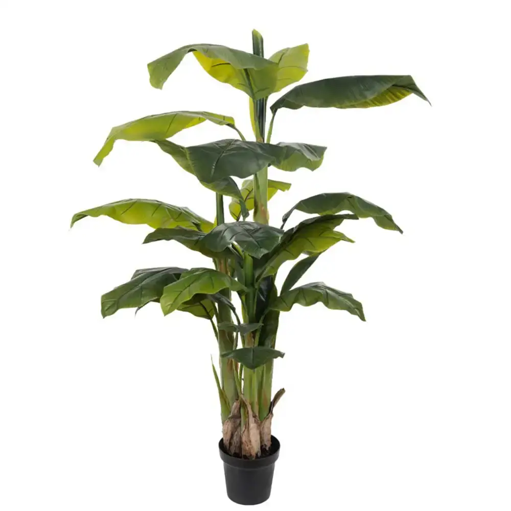 Banan Tre 150 cm