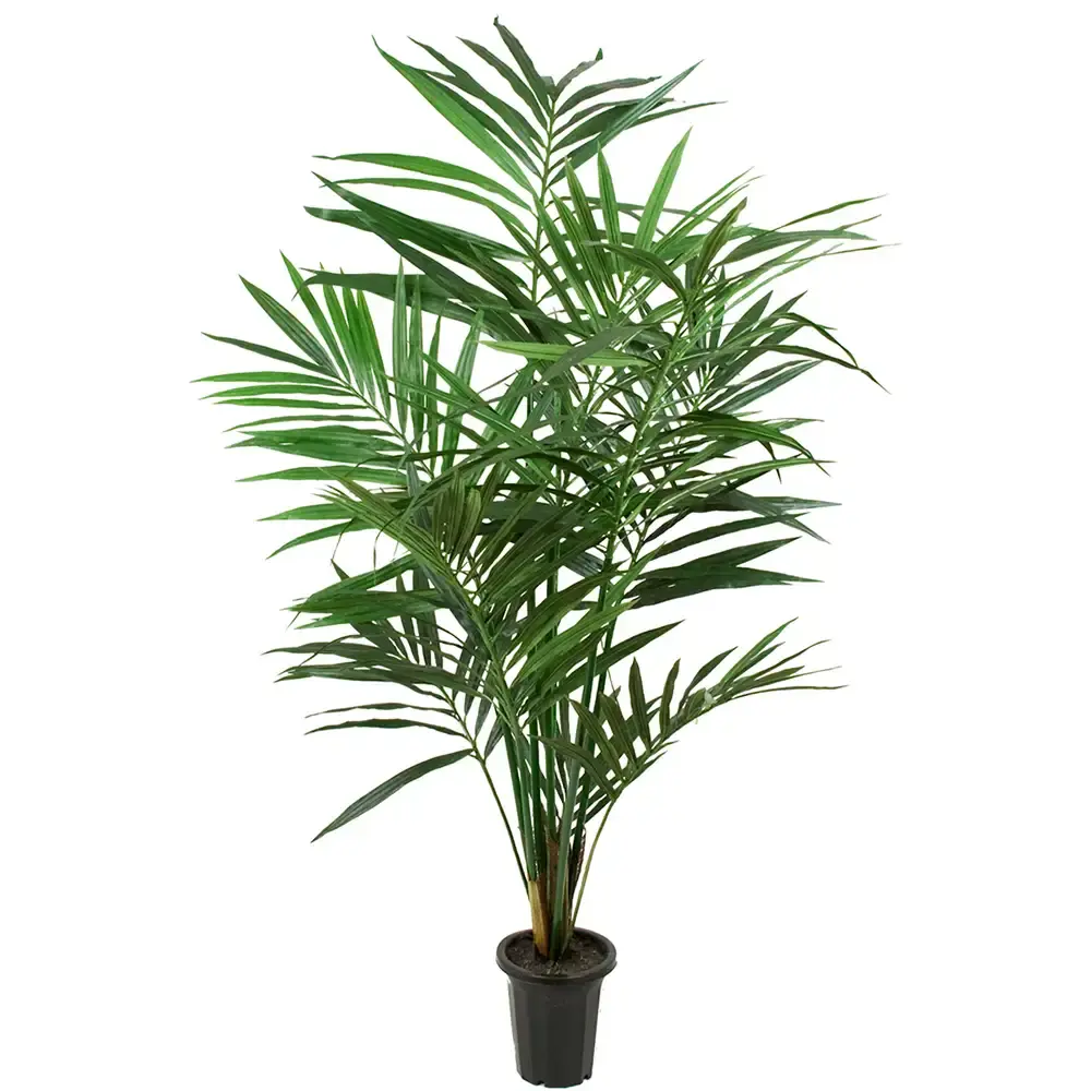 Kentiapalme 120 cm