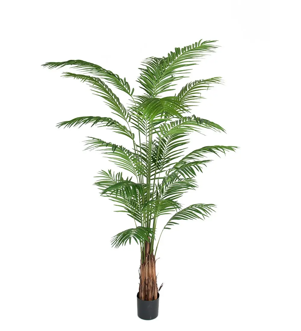 Arekapalme 240 cm