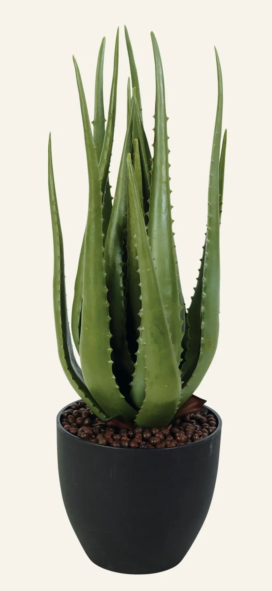 Tasu plante grønn