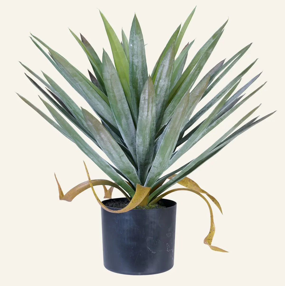 Yucca gloriosa plante grønn
