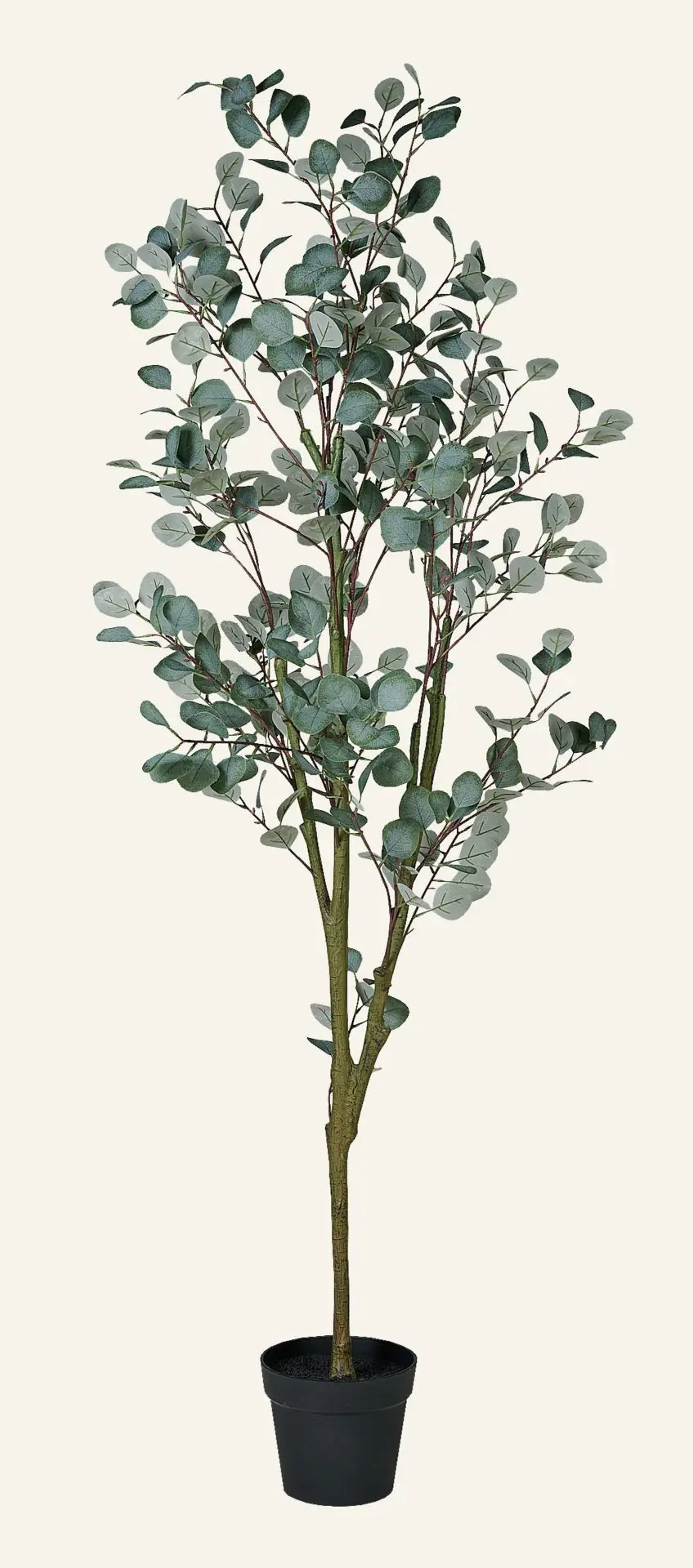 Eucalyptus tree large plante grønn