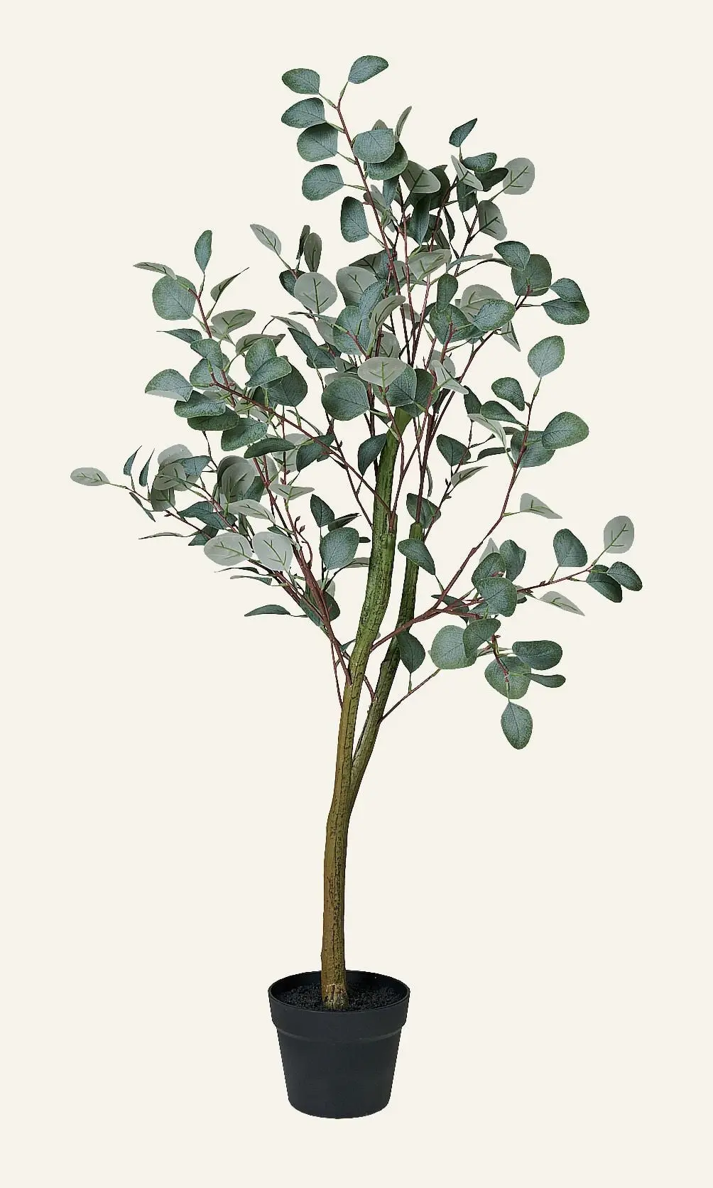 Eucalyptus tree plante grønn