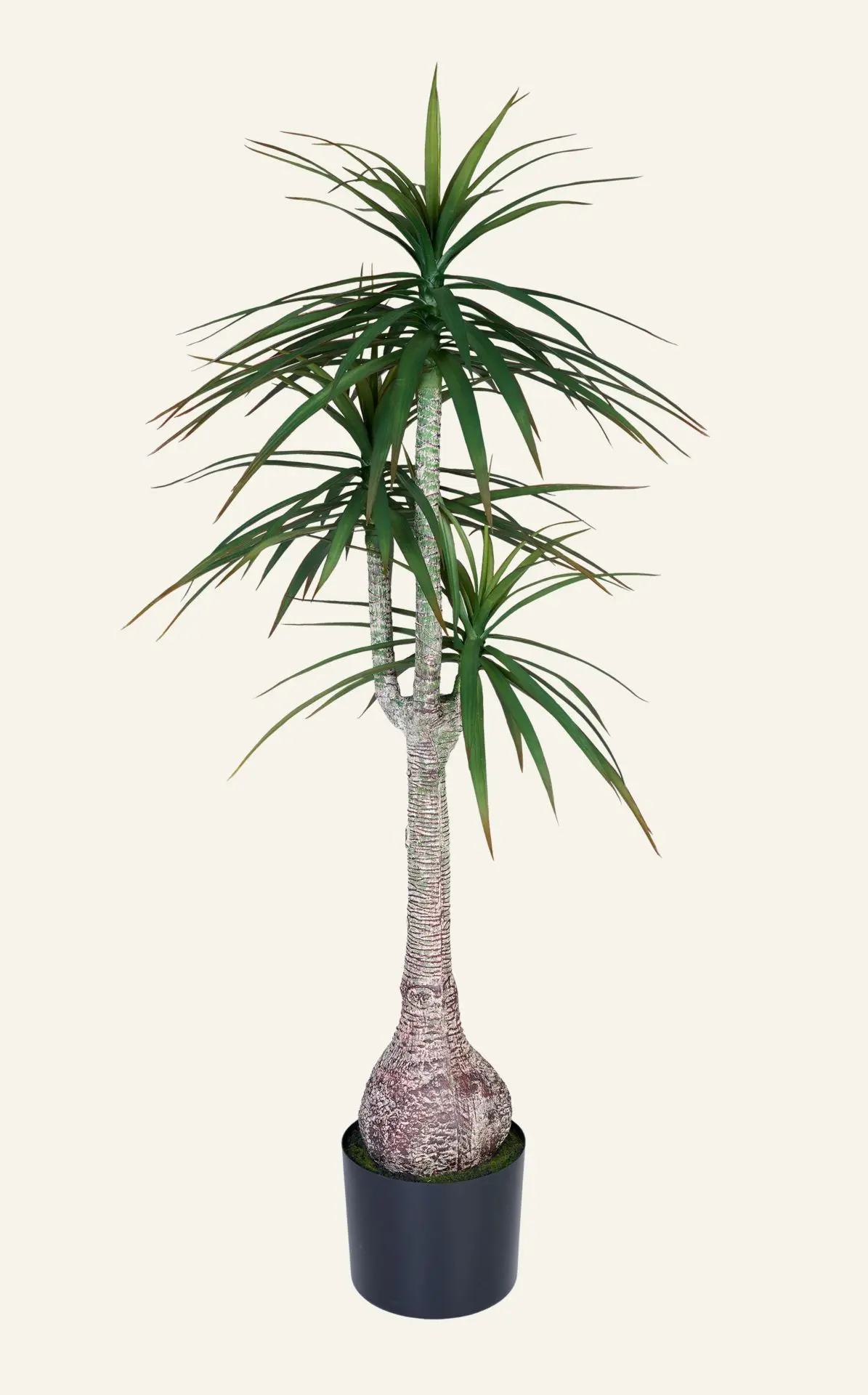 Yucca palm plante grønn