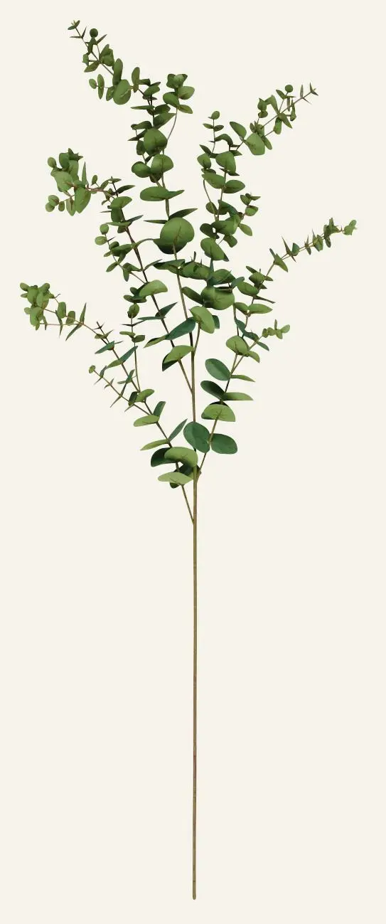 Eucalyptus extra big kvist grønn
