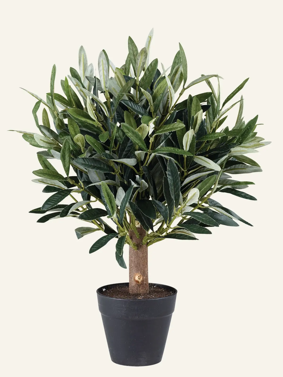 Oliventre liten plante grønn