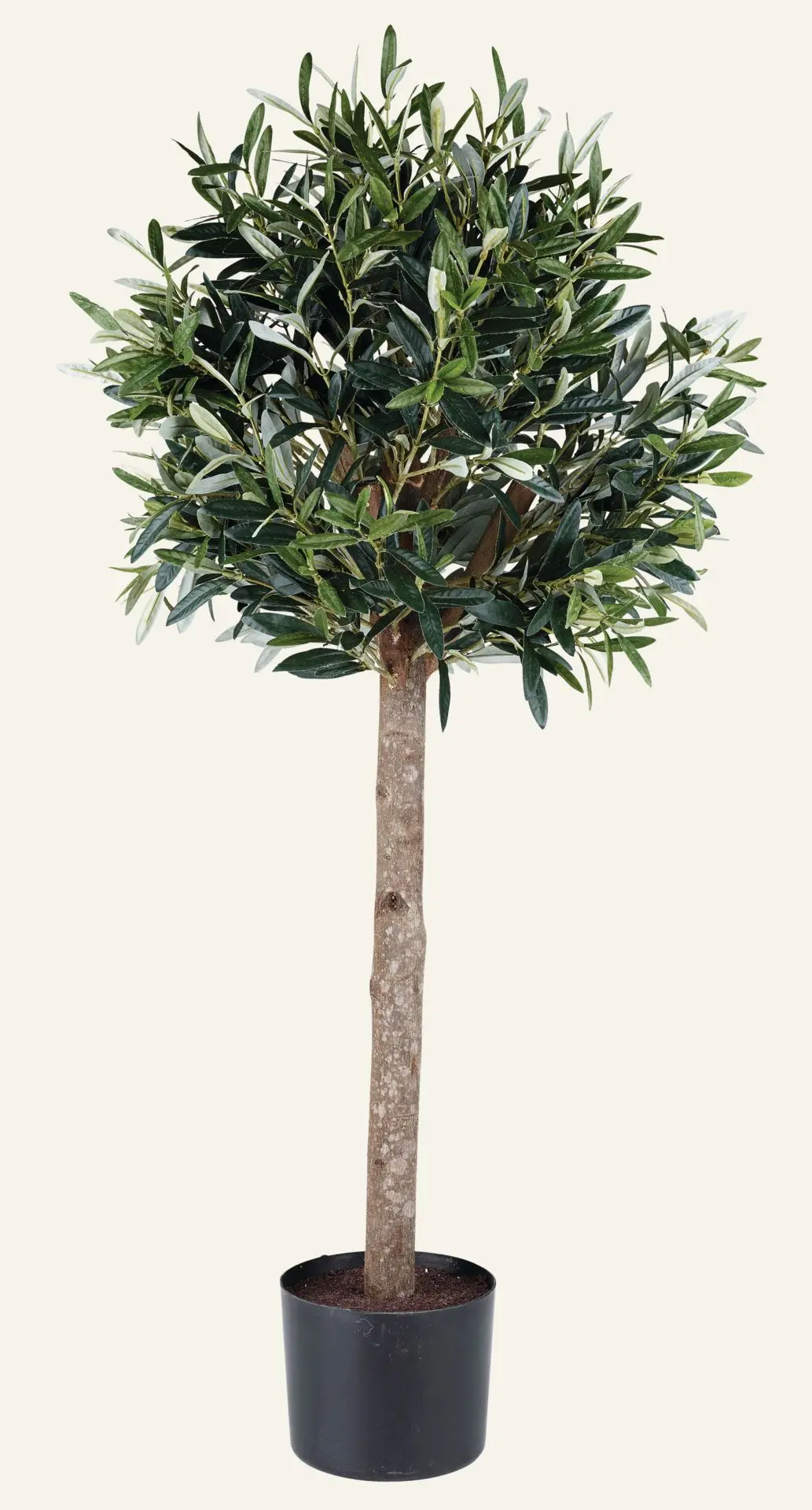 Oliventre stor plante grønn