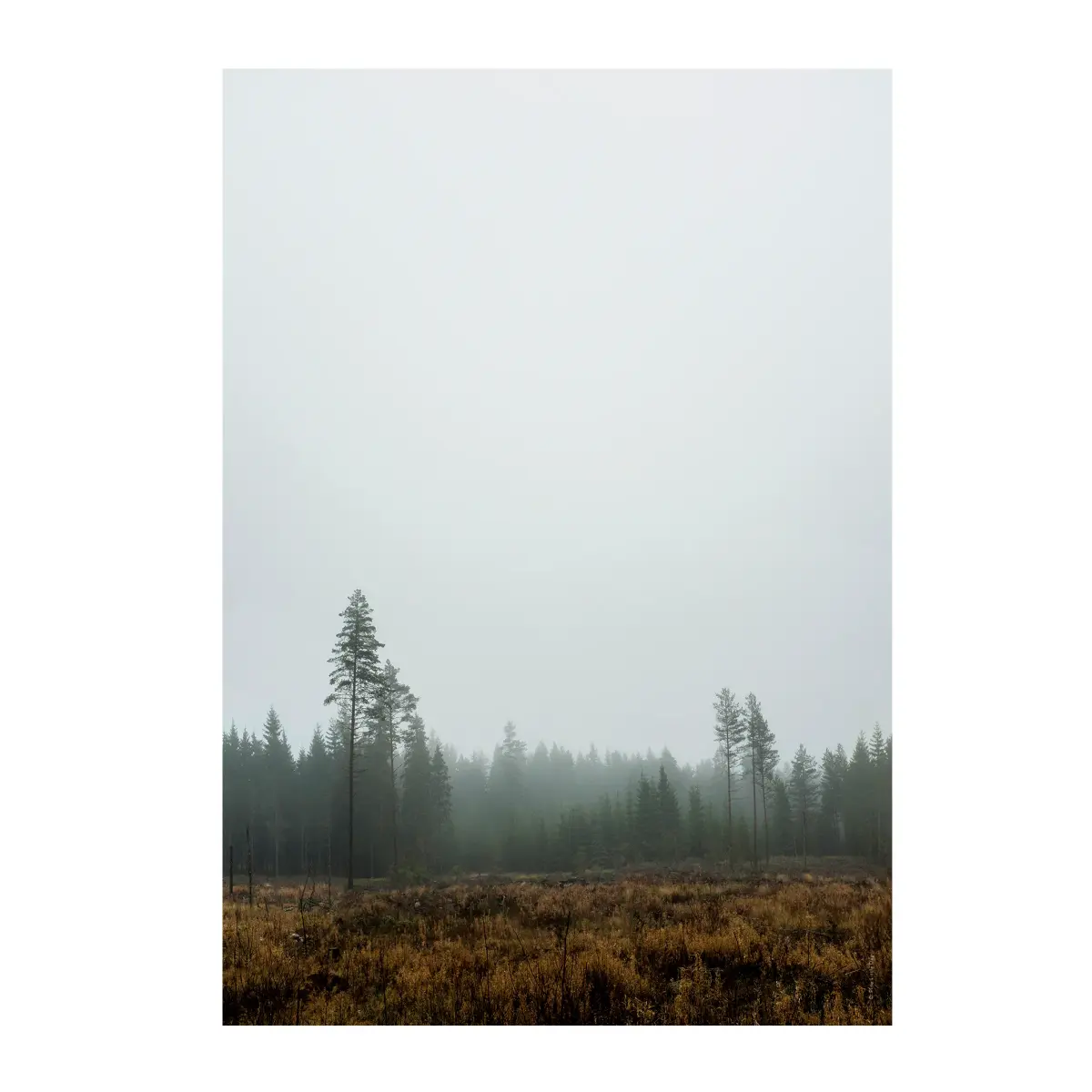 Skog poster, 70 x 100 cm