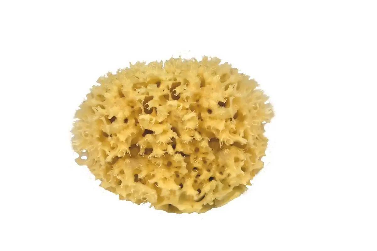 Croll og Denecke, Natursvamp, 11 cm - 1 stk