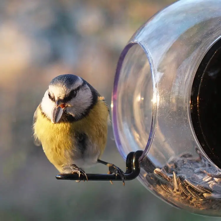 Rund fuglemater til vindu
