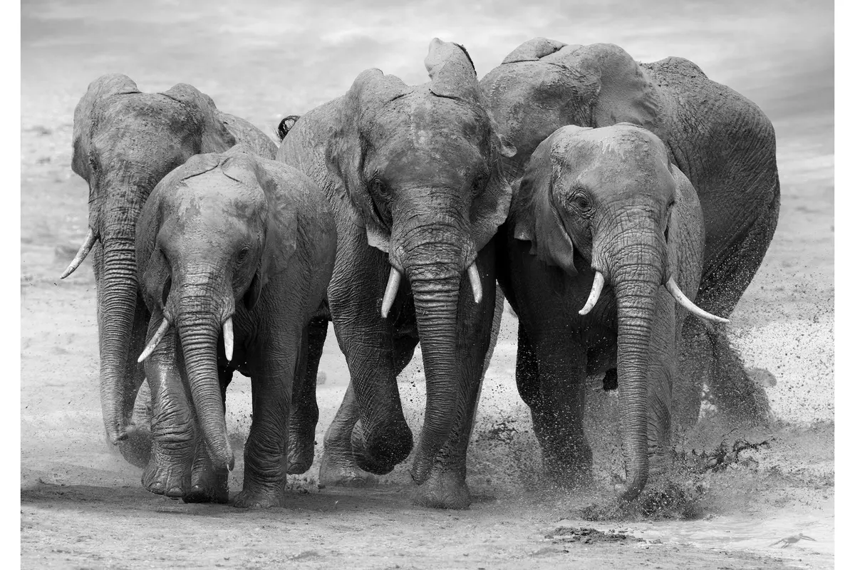 Kanvas Elephant