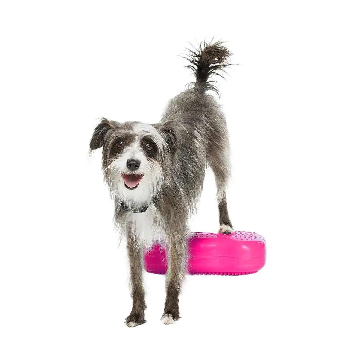 FitPaws K9FitBone Mini Balanseplater til Hund 2-pack