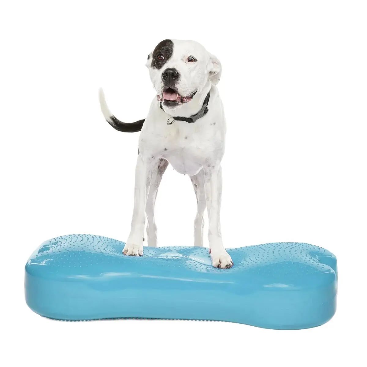 FitPaws K9FitBone Giant Balanseplate til Hund Turkis
